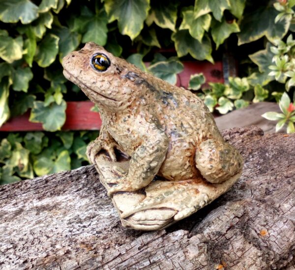 Toad by Lynn Hazel